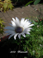 011-15.jpg