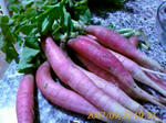 IMAGE_00161.jpg