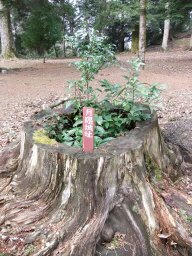 DSCF6986.jpg
