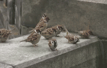 e9a63346.gif