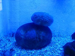 DSCF0199.jpg