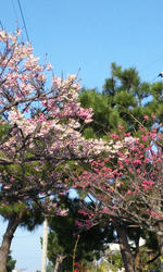 PAP_0077.JPG