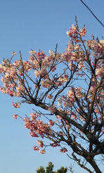 PAP_0078.JPG