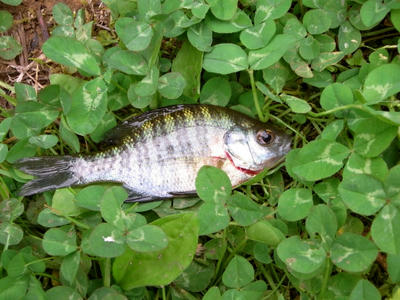 超簡単 こどもと釣りをしよう その ブルーギル釣り わさびパパの釣り独り言 ゆる釣りのススメ