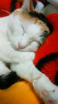 200902042057000.jpg