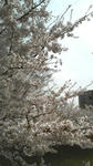 2009040810400001.jpg