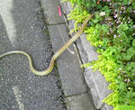 2009061116400000.jpg