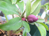 IMG_4524.jpg