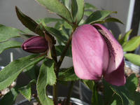 IMG_4592.jpg