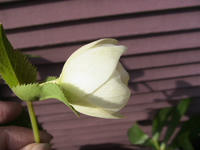 IMG_4599.jpg