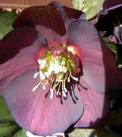 IMG_4645.jpg
