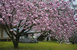 daigoji-sakura.jpg