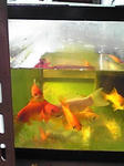 大金魚