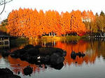 今日の紅葉