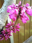 花蘇芳