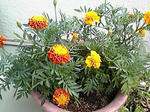 花が多い
