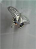 今朝の蝶
