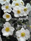 秋明菊