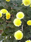 ミカド菊