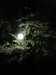 201004042133000.jpg