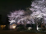 夜桜