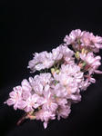 桜のヘッドアクセ