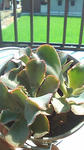 PAP_0162.JPG