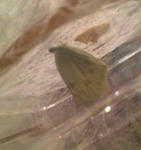 カリちゃん。右にあるのは蛹の抜け殻です。