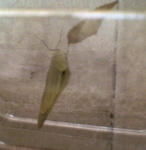 じっと羽乾かしてます。