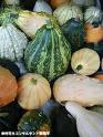 kabocha.jpg