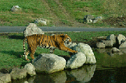 水を飲む虎