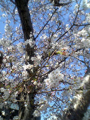 2008年の桜1