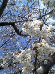 2008年の桜2