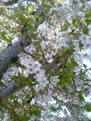 2009年の桜01