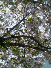 2009年の桜02