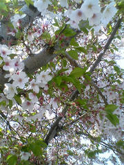 2009年の桜03