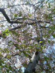 2009年の桜04