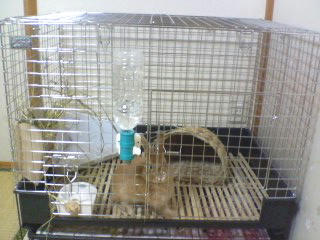 cage_mae.jpg