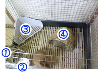 cage_ue.jpg