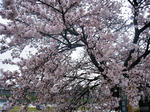 IMG_1354.JPG