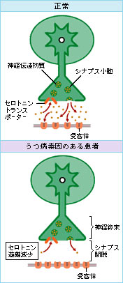 セニトロンとカンナビノイド