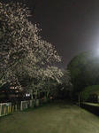 夜桜2017