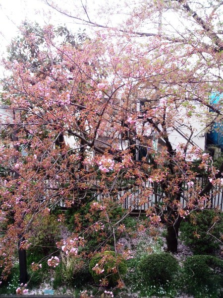 20120416s.jpg