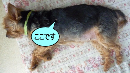 20120715s1.jpg