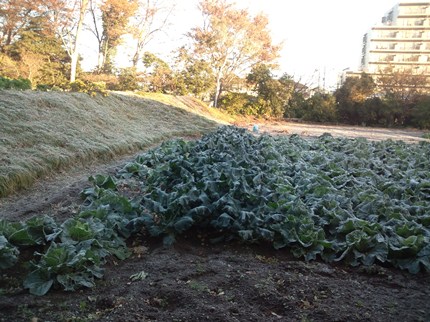 20121129s.jpg