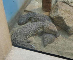 マツカサトカゲ