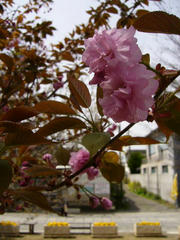 P1010082.jpg