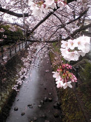 20110409095225.jpg
