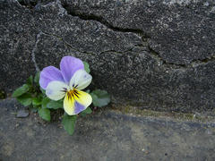 P1040737.jpg