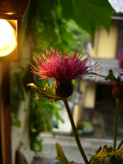 s-P1050113.jpg